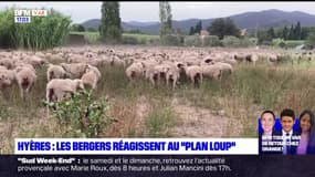 Hyères: les éleveurs réagissent au nouveau "plan loup"