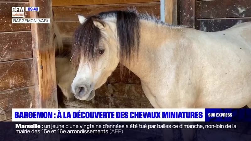 Bargemon: à la découverte d'un élevage de chevaux miniatures
