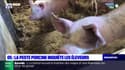 Hautes-Alpes: la peste porcine présente en Italie, inquiète les éleveurs