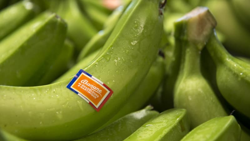 Retour de la jachère, moins de pesticides... aux Antilles, on tente de verdir les bananes