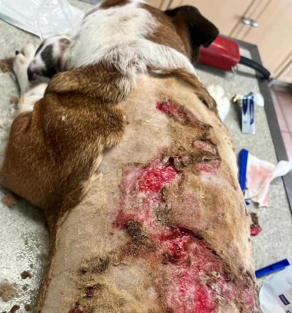 L'Action Protection Animale (APA) a publié des photos des blessures du bouledogue anglais