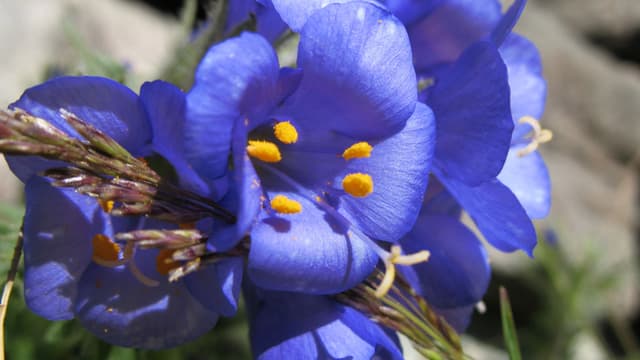 Du pollen dans une fleur