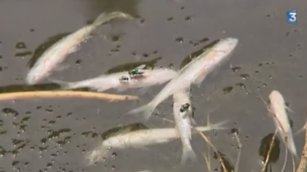 Le lait déversé dans Le Durgeon a entraîné la mort de nombreux poissons. Le lait déversé dans Le Durgeon a entraîné la mort de nombreux poissons.