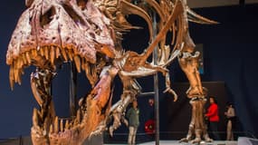 La gueule de cette femelle t. rex du musée de Leiden est très impressionnante.