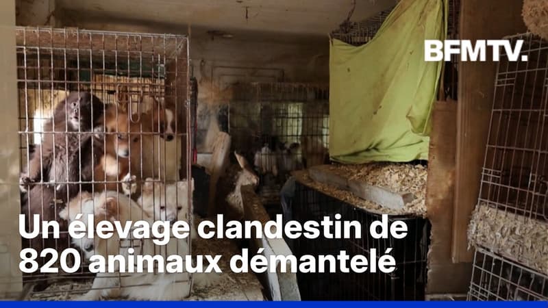 Un élevage de plus de 820 animaux démantelé dans le Var