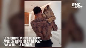 Le shooting photo de Depay avec un ligre (et ça ne plait pas à tout le monde)
