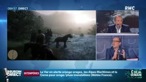 Quand les testicules des chevaux fascinent les joueurs de "Red Dead Redemption 2"
