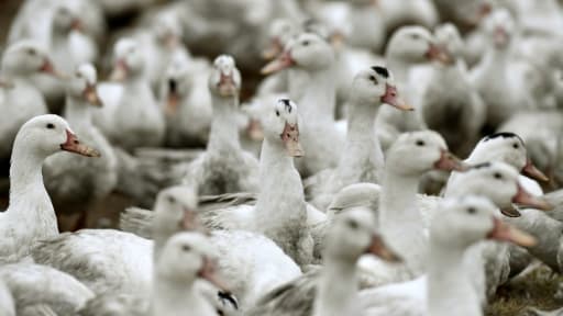 Des canards confinés dans une exploitation de Bourriot-Bergonce, dans les Landes, le 22 février 2017