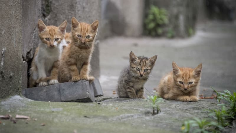 Des chatons dans un complexe résidentiel à Shanghai, le 28 mai 2018. 