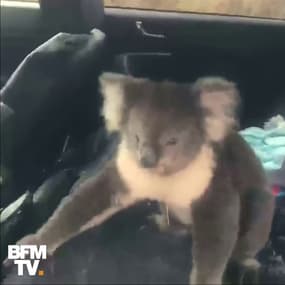 Ce koala s’est réfugié dans une voiture climatisée… parce qu’il avait trop chaud