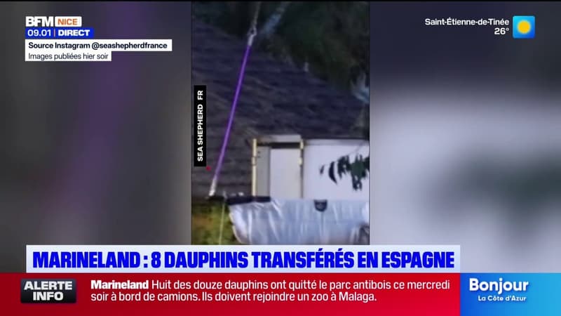 Marineland : Le transfert de 8 des 12 dauphins vers l'Espagne a été effectué durant la nuit