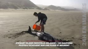 145 dauphins pilotes s'échouent sur une plage et meurent en Nouvelle Zélande.