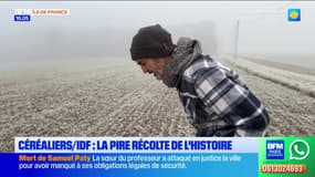 Ile-de-France: 2024, année de la pire récolte depuis 40 ans pour les céréaliers