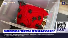 Nice: des chauves-souris s'échouent sur les trottoirs 
