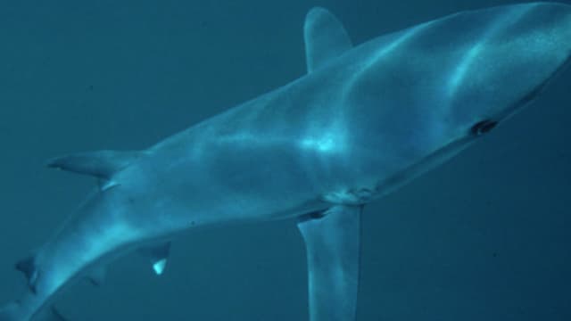 Au moins 450 petits requins ont été piégés dans un filet de pêche