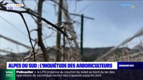 Alpes du Sud: l'inquiétude des arboriculteurs face à la vague de froid annoncée