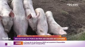 RMC chez vous : Des éleveurs de porcs en plein air obligés de clôturer - 11/10