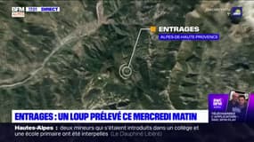 Alpes-de-Haute-Provence: un loup prélevé à Entrages mercredi