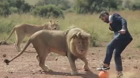 Le zoologiste Kevin Richardson, habitué à vivre aux côtés des lions, entame une partie de foot avec eux, dans un spot publicitaire.