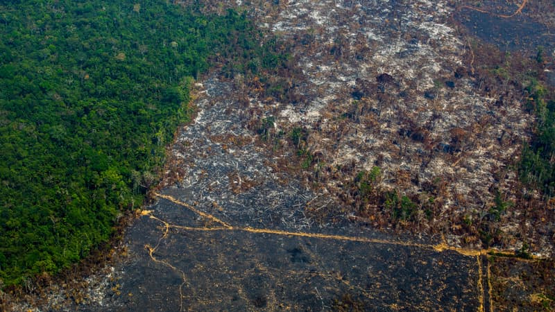 La déforestation exponentielle de la forêt amazonienne, ALTAMIRA, BRÉSIL, août 2019
