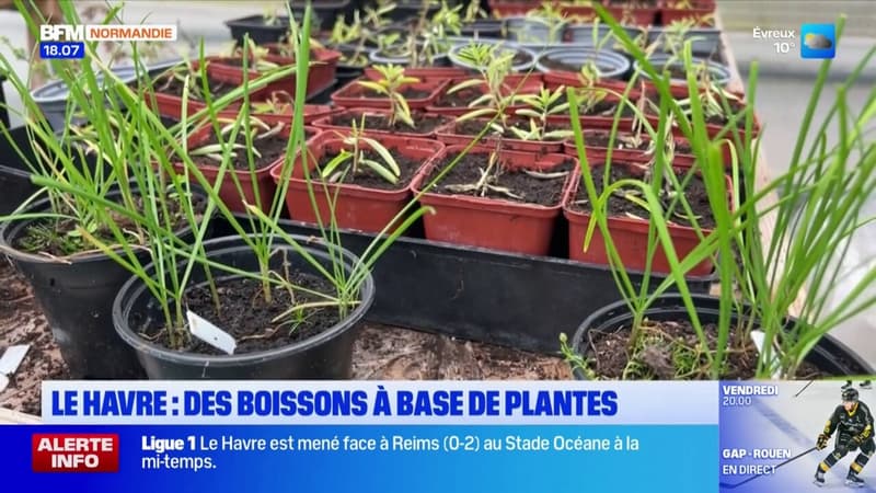 Le Havre: des boissons à base de plantes