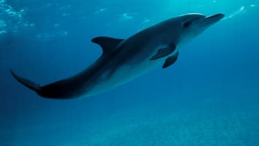Dauphin dans l'Atlantique. (Photo d'illustration)