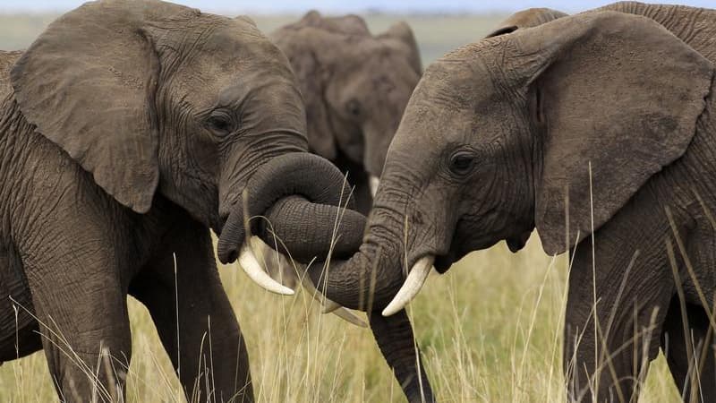Depuis 2004, le braconnage a tué plus de 11.000 éléphants au Gabon dans la forêt tropicale du parc national de Minkebe, une amplification du phénomène imputée à la hausse de la demande d'ivoire en Asie. /Photo d'archives/REUTERS/Thomas Mukoya
