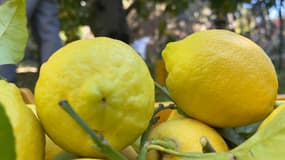 Les citrons de Menton n'ont pas trop souffert de la sécheresse en 2022, sauf par leur taille. 