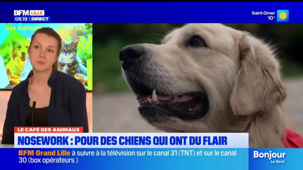 Le Café des Animaux le "nosework" pour développer le flair de son chien — free download