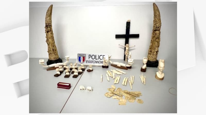 74 objets en ivoire d'éléphant dont deux défenses saisis dans une brocante du Nord, six procédures lancées