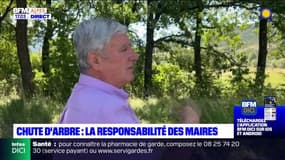 Chutes d'arbres dans les Alpes du Sud: la responsabilité des maires