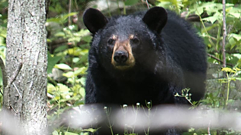 Un ours brun dans le parc national de Shenandoah, en Virginie, aux Etats-Unis (illustration)
