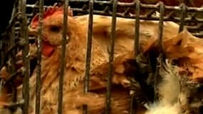 Jusqu'à samedi, la présence chez l'homme du virus H7N9 restait officiellement circonscrite à trois provinces de l'est du pays et à la municipalité de Shanghai.