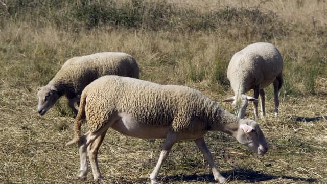 Isere 15 Moutons Inscrits A L Ecole Pour Eviter Une Fermeture De Classe
