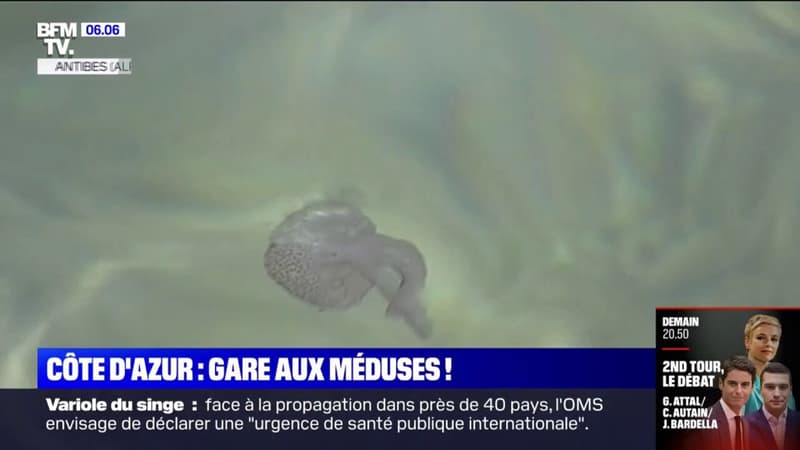 Les méduses sont de retour et prolifèrent sur la Côte d'Azur