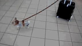 Comment bien partir en voyage avec son animal de compagnie ?