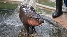 Moo Deng, le bébé hippo pygmée, prend sa douche au zoo de Khao Kheow, en Thaïlande, le 15 septembre 2024