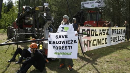 Des écologistes bloquent des engins forestiers utilisés pour la coupe des arbres de la forêt de Bialowieza (est de la Pologne), le 8 juin 2017 Des écologistes bloquent des engins forestiers utilisés pour la coupe des arbres de la forêt de Bialowieza (est de la Pologne), le 8 juin 2017