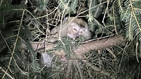 Photo fournie le 22 janvier 2022 par la police de Pennsylvanie d'un macaque crabier perché dans un arbre après s'être échappé d'un camion pendant un accident, près de Danville
