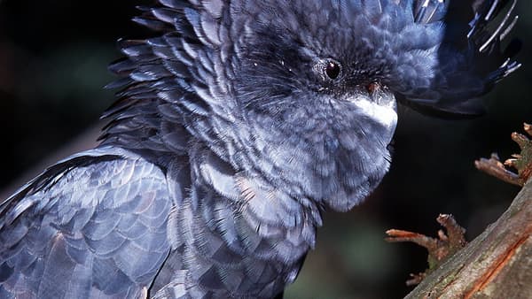 Photo d'un Glossy Black-Cockatoo, une espèce de cacatoès australien Photo d'un Glossy Black-Cockatoo, une espèce de cacatoès australien
