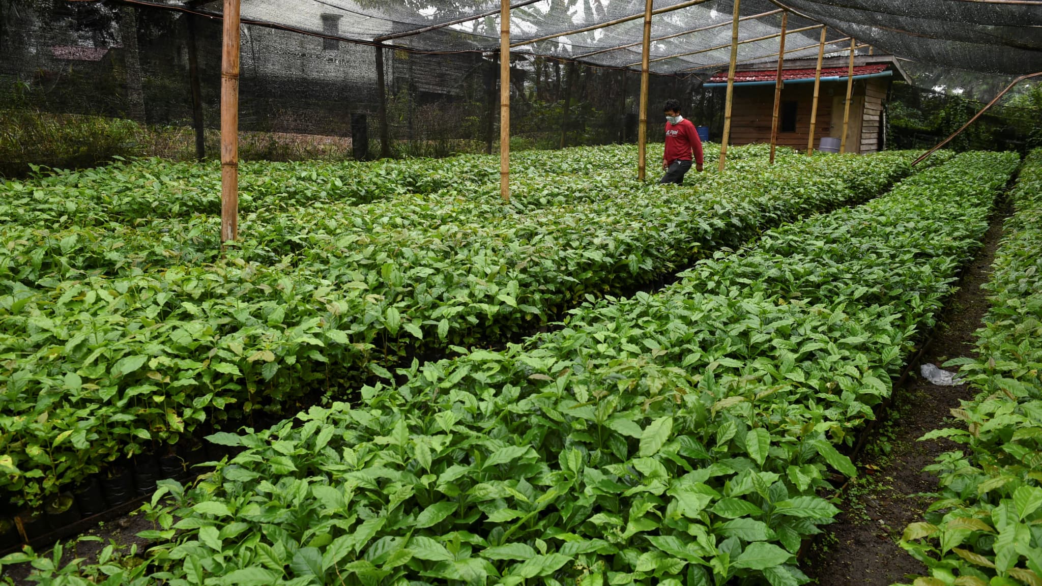 Nestlé memberikan jaminan iklim untuk produk kafe kecilnya di Indonesia
