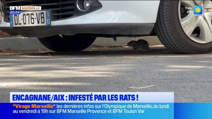 Aix-en-Provence : Le quartier d'Encagnane infesté par les rats !