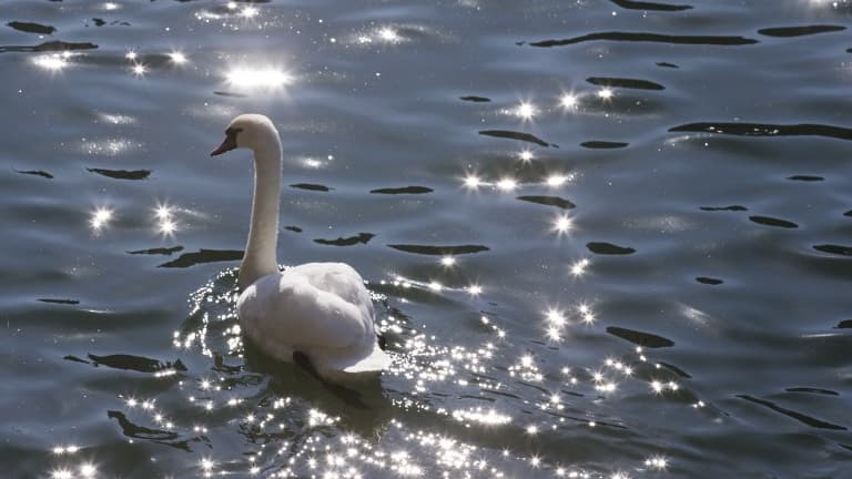 Le cygne est une espèce protégée (Illustration)