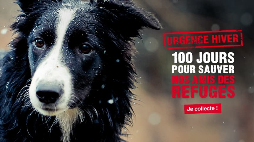 30 Millions d'amis lance une collecte pour les animaux