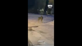 Les belles images d'une meute de sept loups observée dans les Alpes du Sud