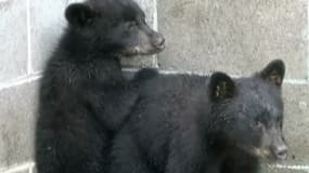 Les deux oursons ont été accueillis dans un refuge pour animaux sauvages. 