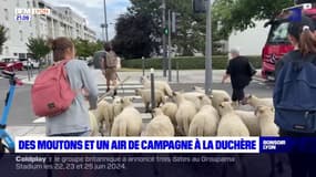 Lyon: un troupeau de moutons au contact des habitants à La Duchère