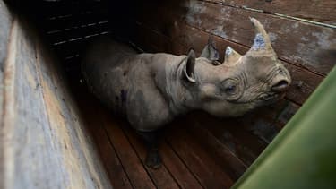 Un rhinocéros noir