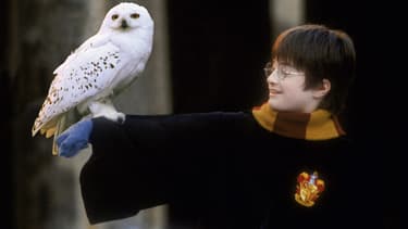 Harry Potter et sa chouette, Hedwige.