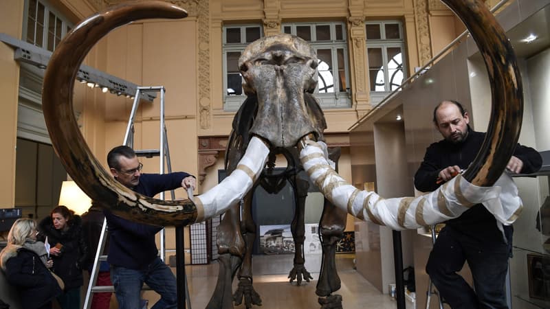 Un gigantesque squelette de mammouth a été vendu aux enchères.